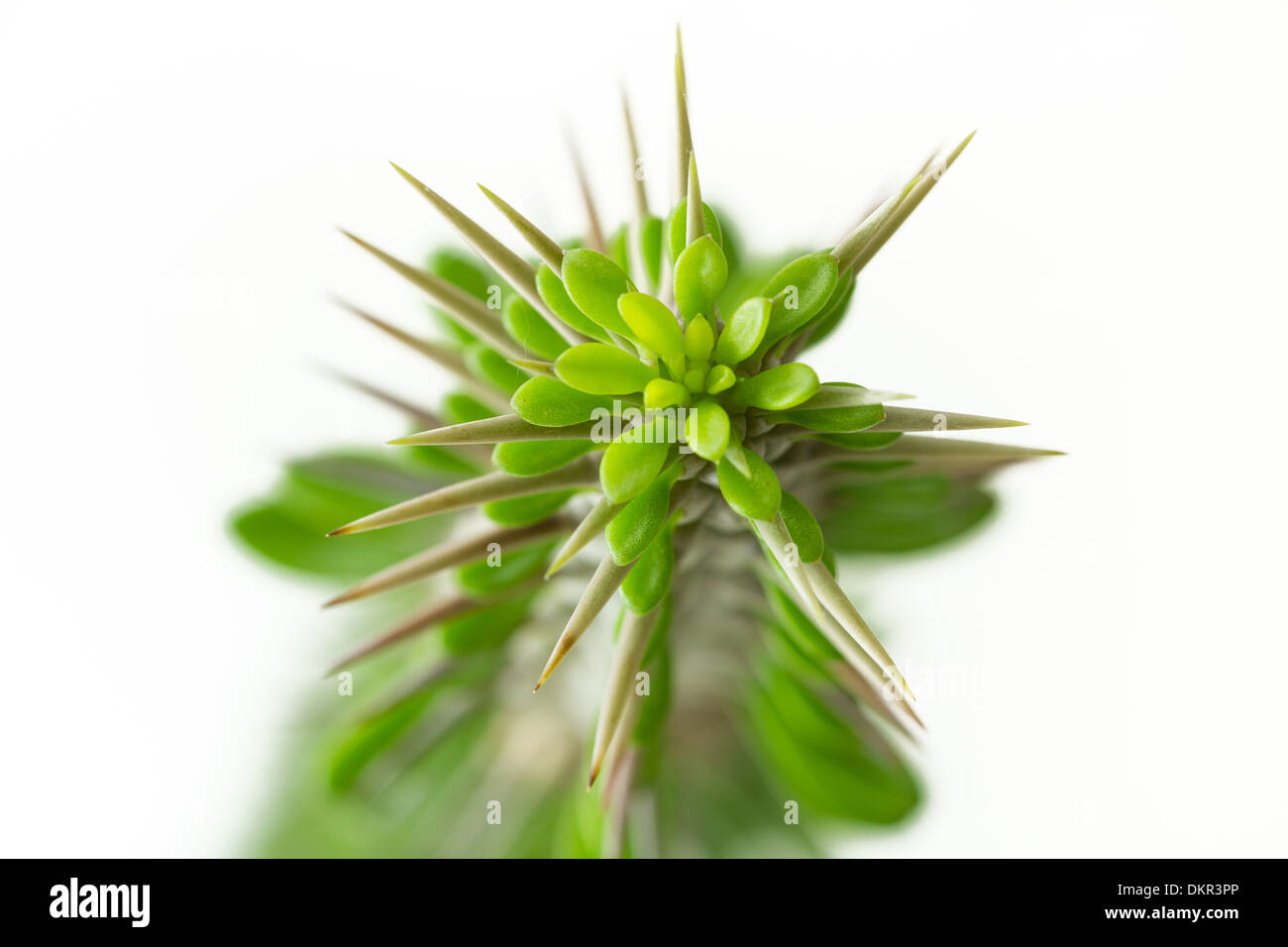 Alluaudia procera Foto Stock