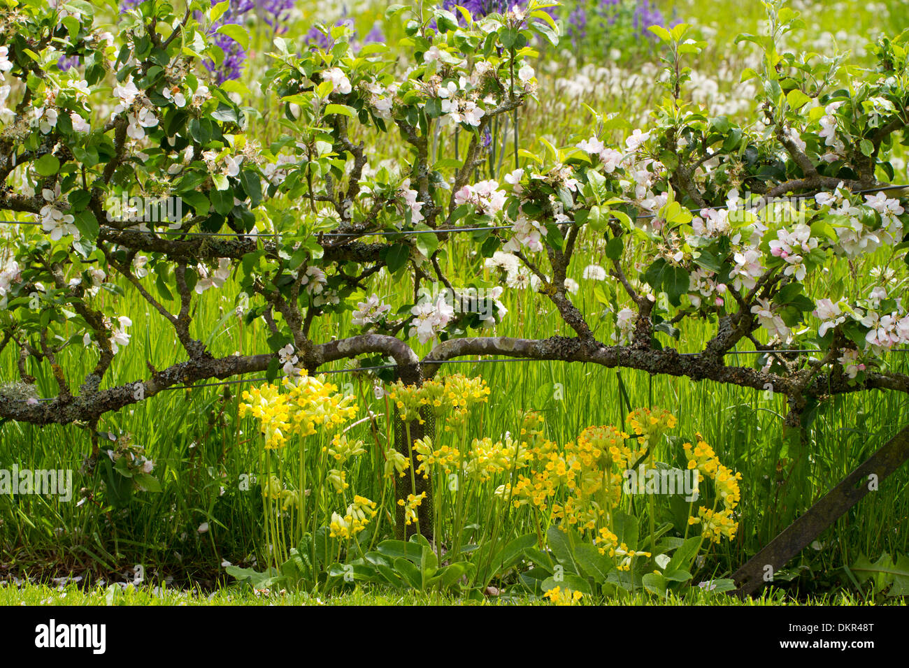 Apple alberi cresciuti come due-tiered espaliers fioritura in un giardino. Herefordshire, Inghilterra. Maggio. Foto Stock
