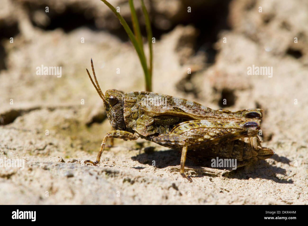 Comune (Groundhopper Tetrix undulata) adulto. Powys, Galles. Giugno. Foto Stock