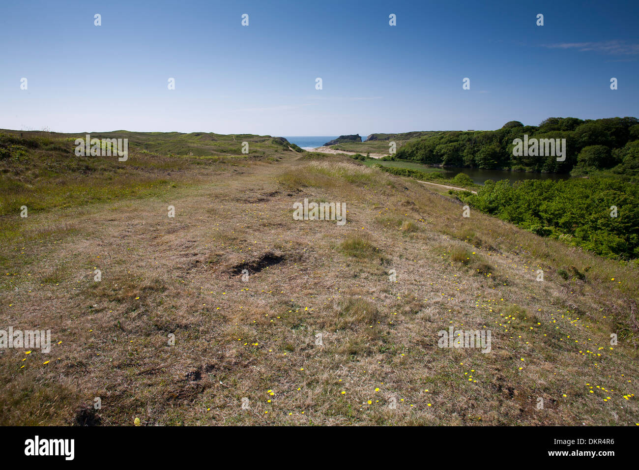 Habitat - Le dune di sabbia a Stackpole Riserva Naturale Nazionale. Vicino Broadhaven, Pembrokeshire, Galles. Giugno. Foto Stock