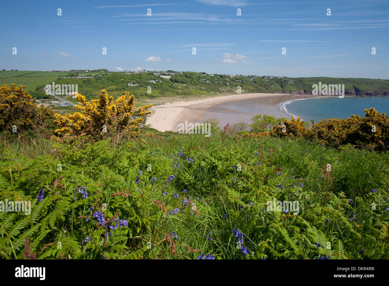 Vista della scogliera habitat con bluebells flowering e ginestre. Freshwater East, Pembrokeshire, Galles. Giugno. Foto Stock