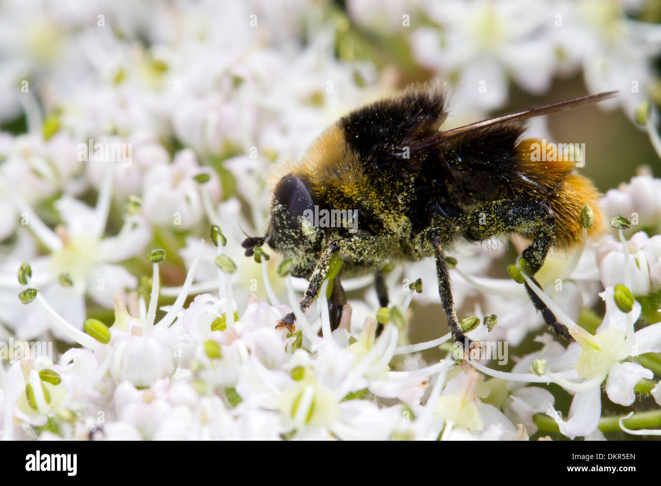 Bulbo di narciso Fly Hoverfly (Merodon equestris) alimentazione su hogweed fiori. Hampshire, Inghilterra. Giugno. Foto Stock
