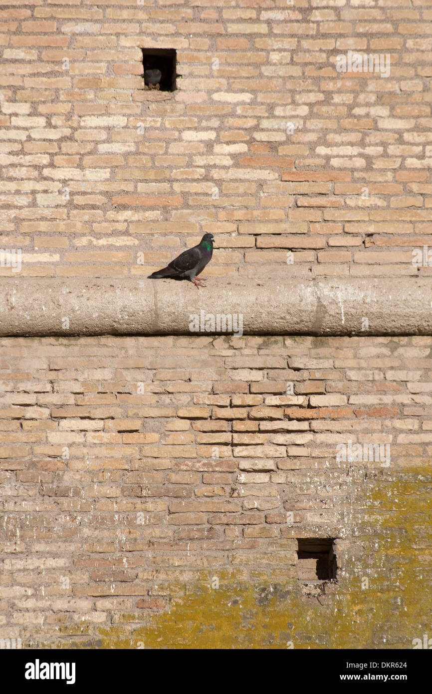 Un piccione su delle antiche mura del Castello di Giulio II di ostia italia Foto Stock