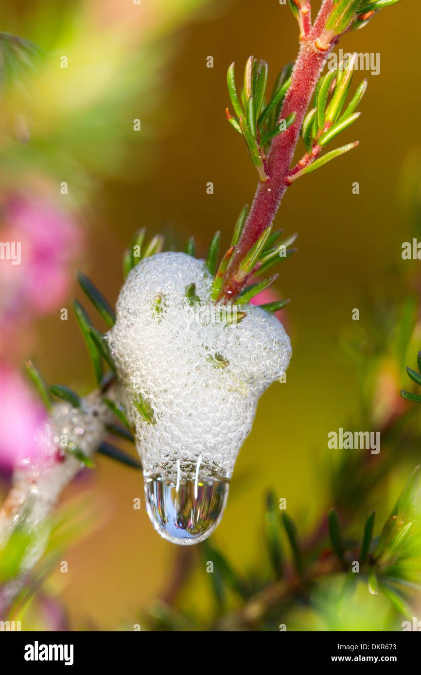 Il cuculo sputare su una pianta di erica. Prodotta dalla ninfa di un froghopper (Neophilaenus o Philaenus sp.). Powys, Galles. Luglio. Foto Stock