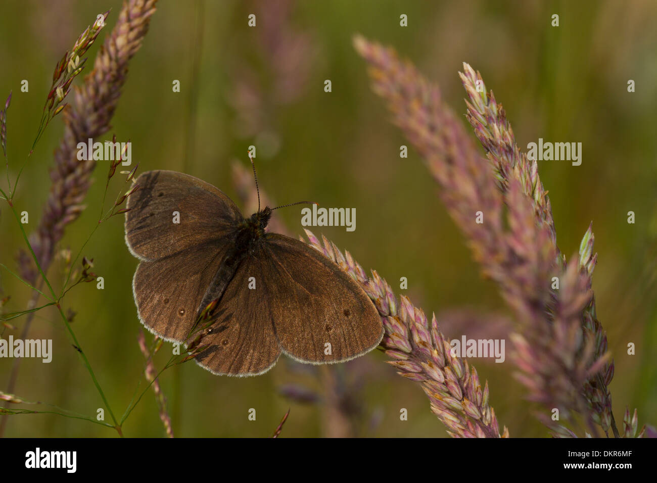 Ringlet Butterfly (Aphantopus hyperantus) crogiolarsi sulle erbe. La contea di Powys,Galles. Luglio. Foto Stock