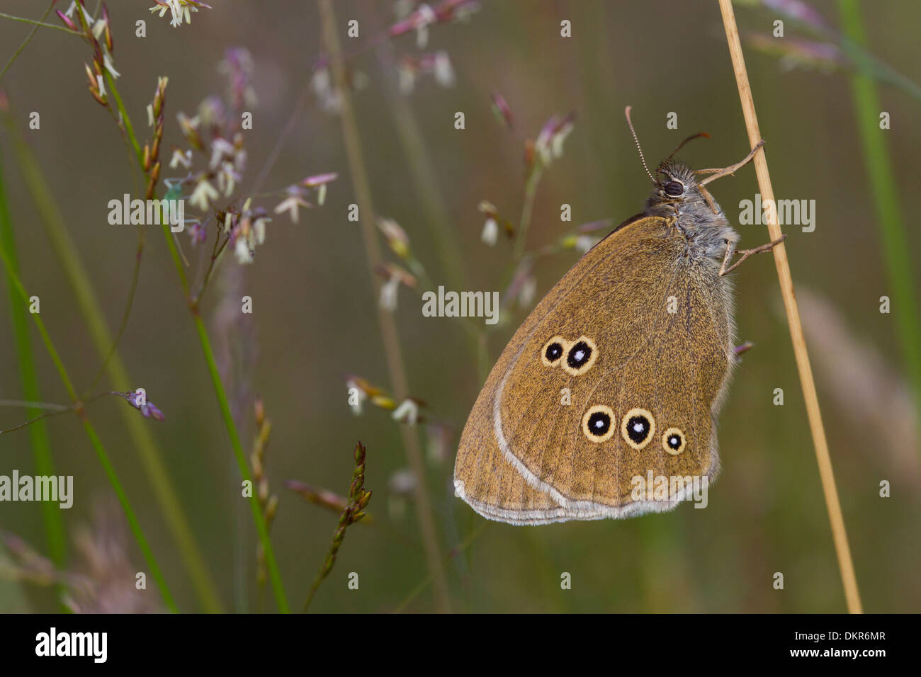 Ringlet Butterfly (Aphantopus hyperantus), inferiore in appoggio tra graminacee. La contea di Powys,Galles. Luglio. Foto Stock