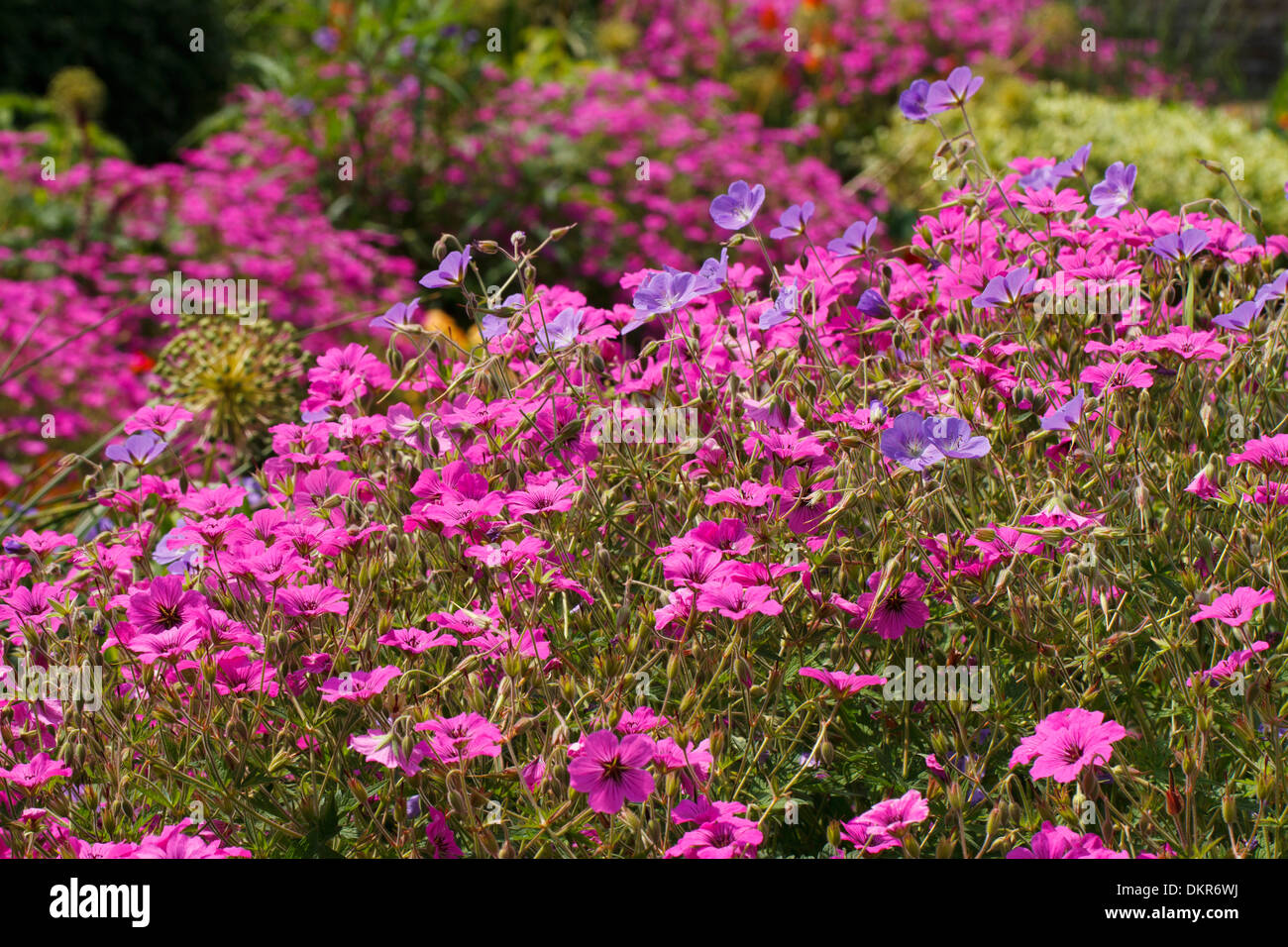 Hybrid gerani fioritura in un giardino. Carmarthen, Galles. Luglio. Foto Stock
