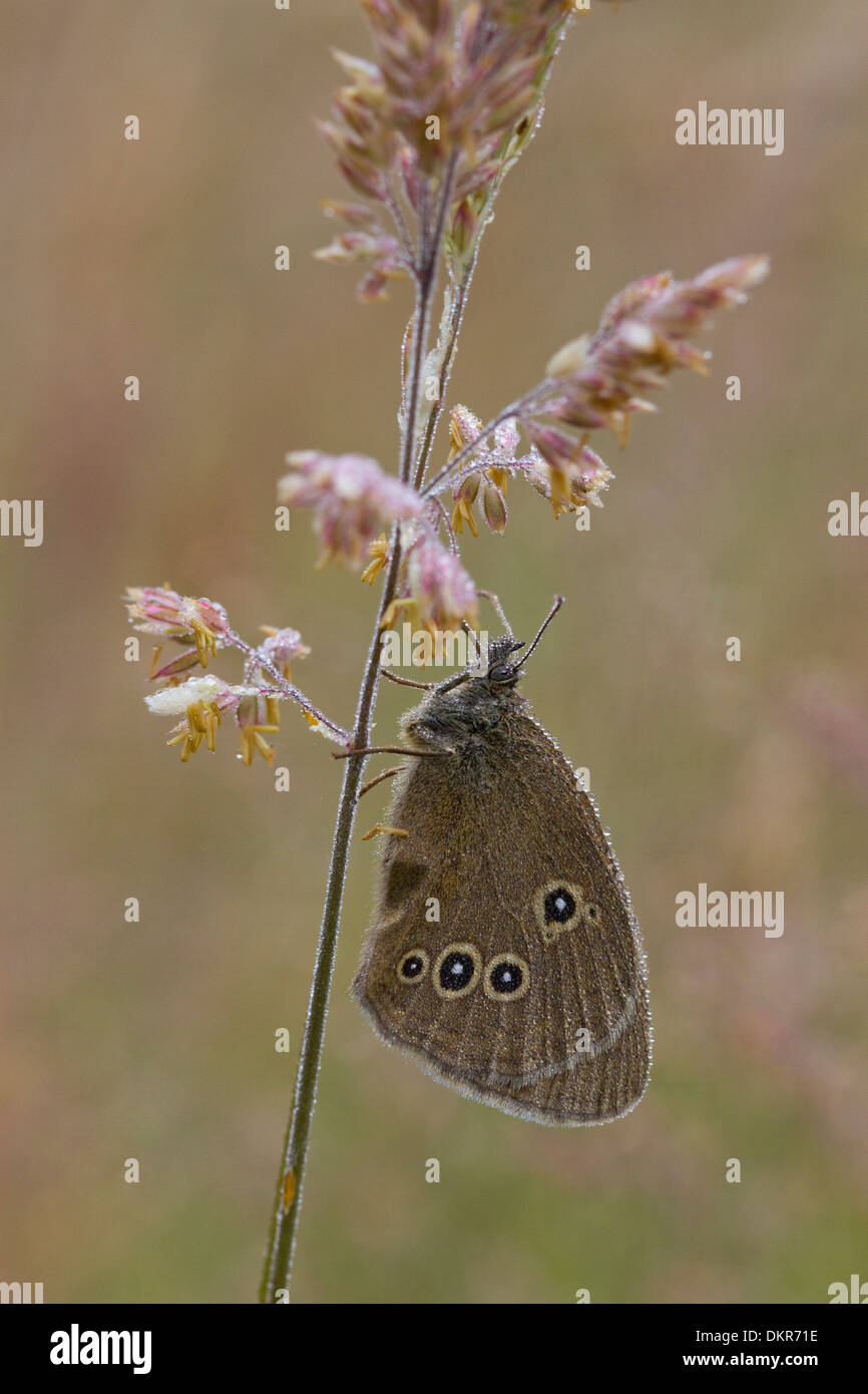 Ringlet Butterfly (Aphantopus hyperantus), parte inferiore, sono ' appollaiati tra erbe in una rugiadosa mattina. La contea di Powys,Galles. Luglio. Foto Stock