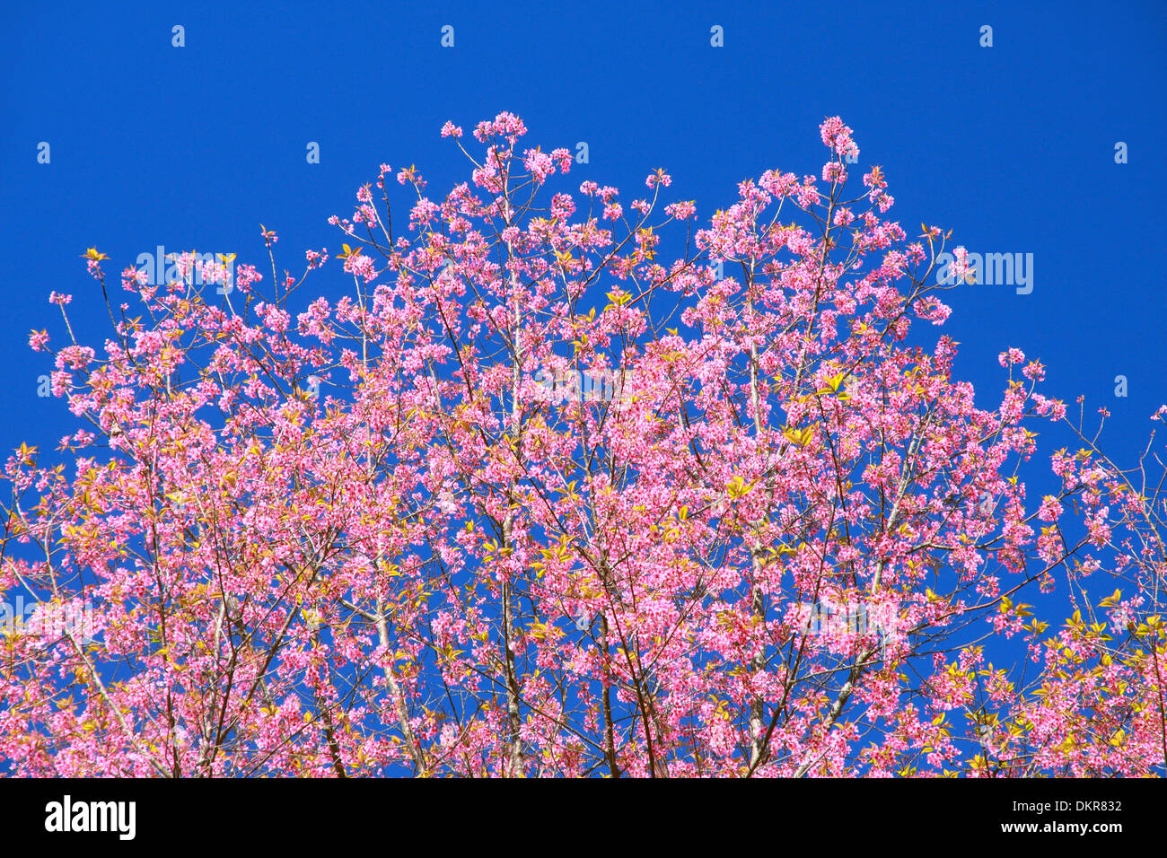 Wild himalayana Fiore di Ciliegio su albero dal nord della Thailandia Foto Stock