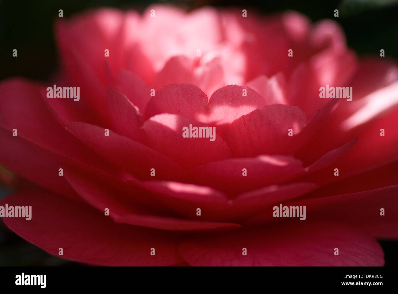 Immagine ravvicinata di un fiore rosa di Azalea in una piscina di luce solare primaverile Foto Stock