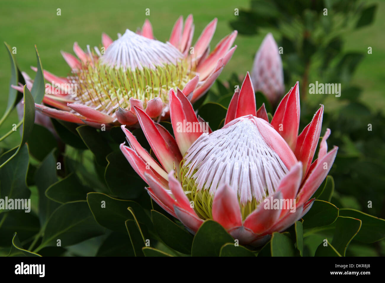 Re Protea, nazionale, fiore, Sud Africa, l'Africa, la Protea, Foto Stock
