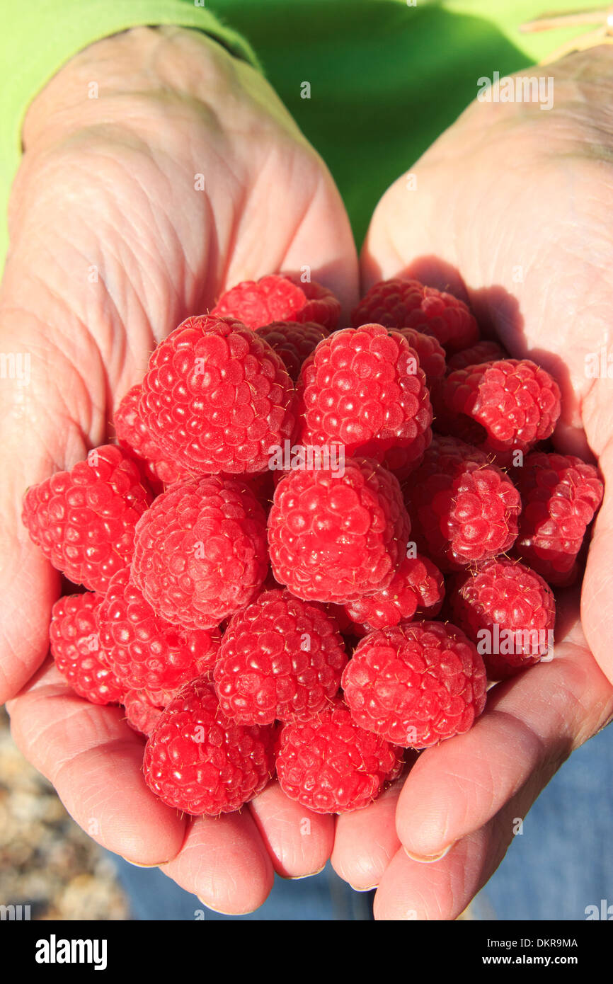 La dieta, fresche, frutta, mano, salute, nutrizione, lamponi, materie, cibo, bacche Foto Stock