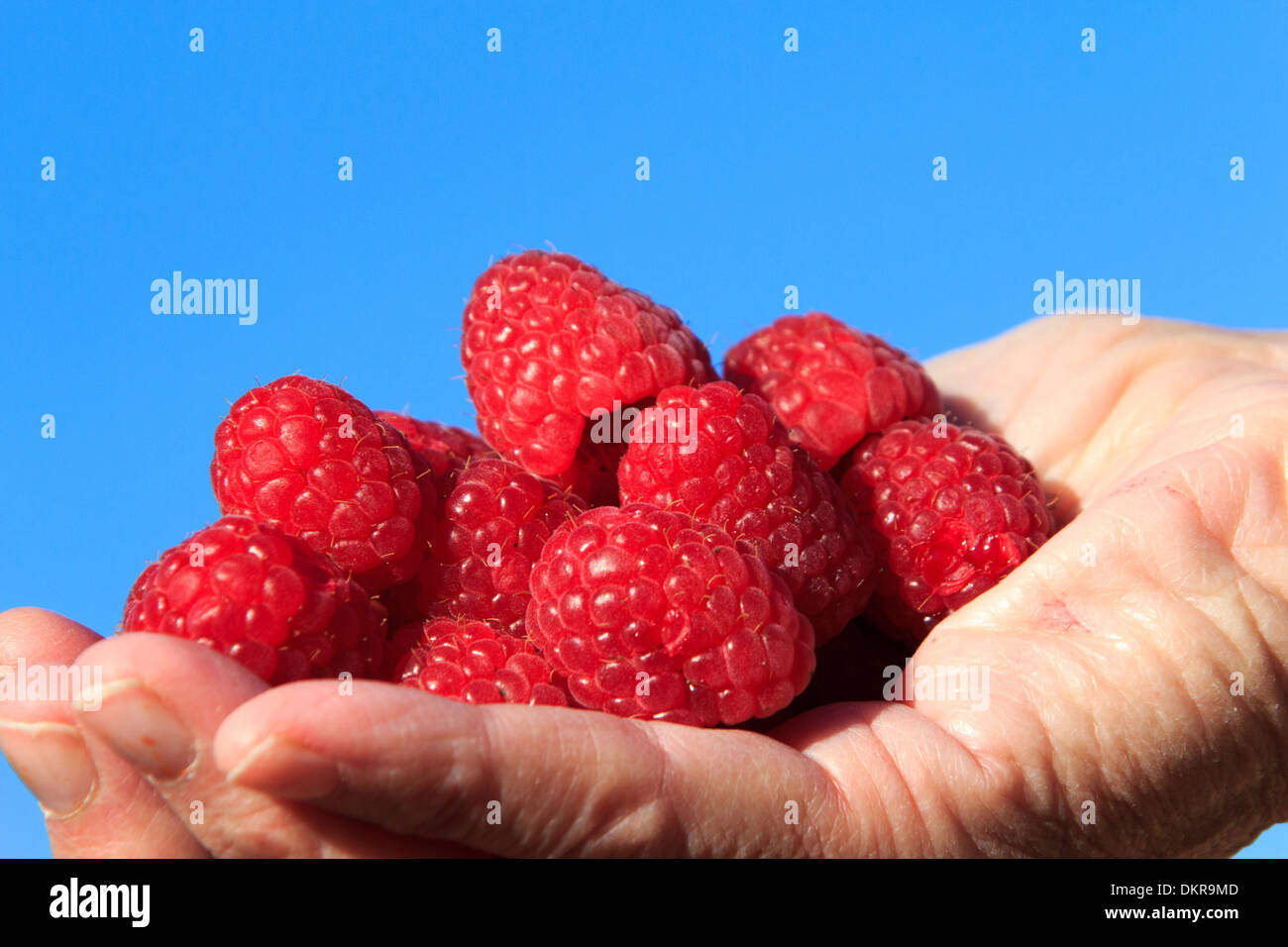 La dieta, fresche, frutta, mano, salute, nutrizione, lamponi, materie, cibo, bacche Foto Stock