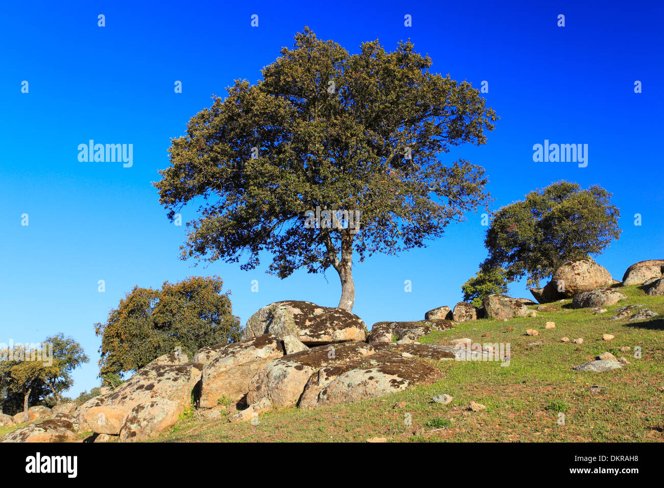 Andalusia, albero, alberi, querce, sughere, Parco nazionale Sierra de Andujar, Quercus suber, area di protezione, Sierra Morena, Spagna Foto Stock