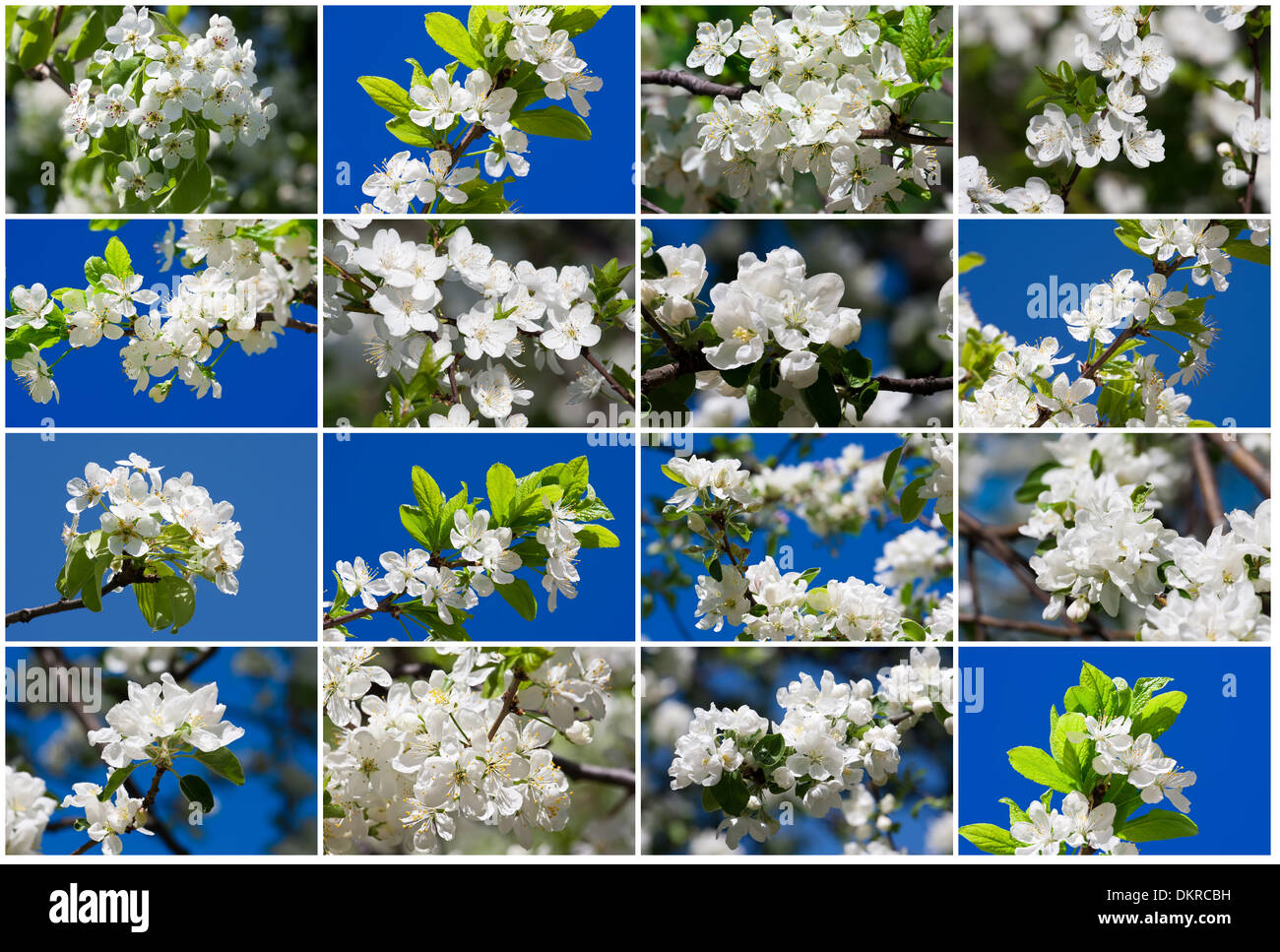 Fiori della mela Foto Stock