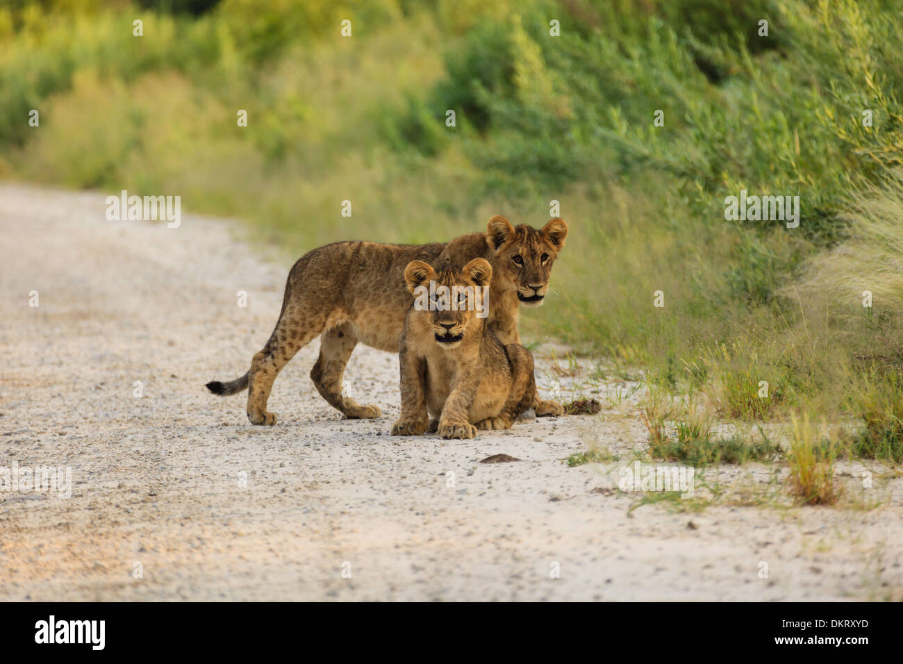 Due lion cubs interrompere il loro gioco a guardare il fotografo in Etosha National Park, Namibia Foto Stock
