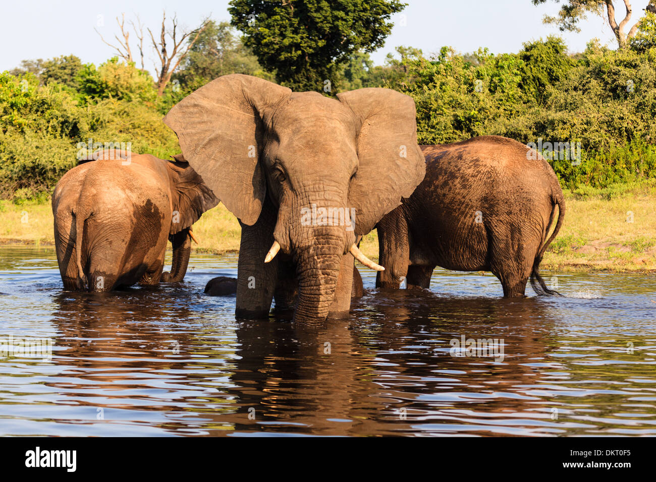Tre elefanti africani uno rivolto in avanti stand nel fiume Chobe National Park, Botswana, Africa Foto Stock