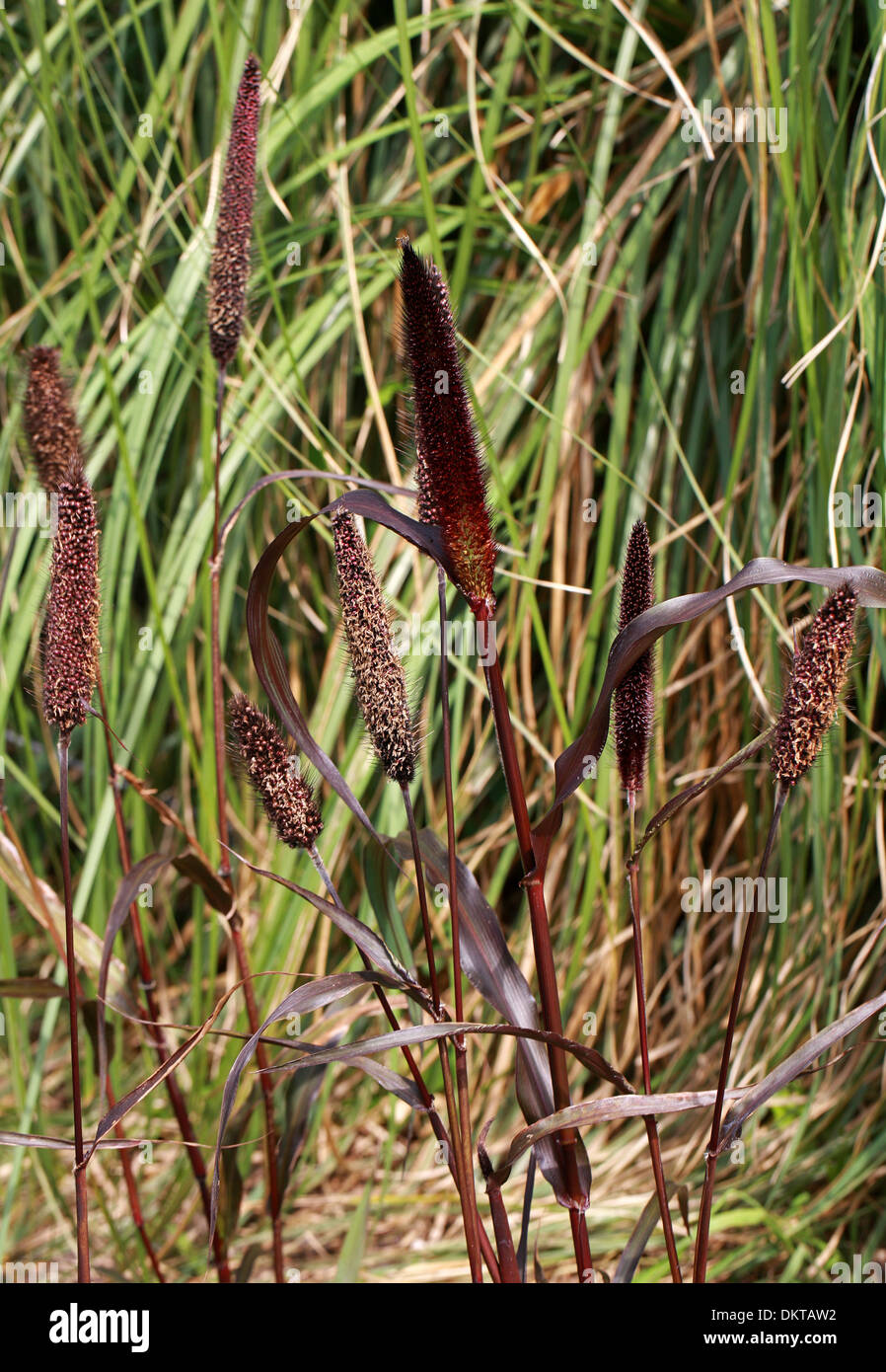 Miglio ornamentali, Foglia Nera miglio, Miglio di perla Pennisetum glaucum, Poaceae. Un Rosso ornamentali erba. Africa, India. Foto Stock