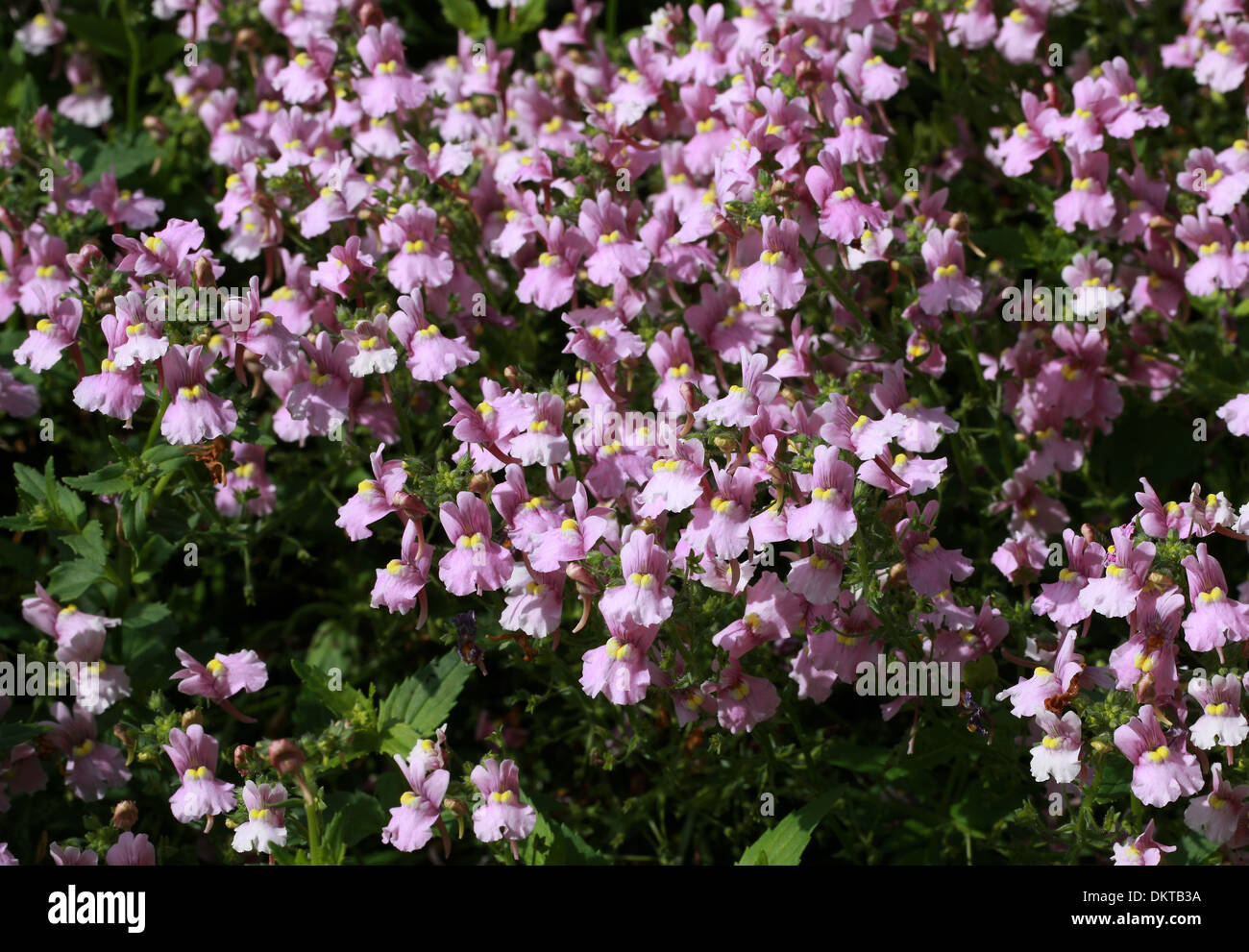 Rosa Nemesia, Nemesia denticulata, Scrophulariaceae. Un popolare estate lettiera vegetale. Foto Stock