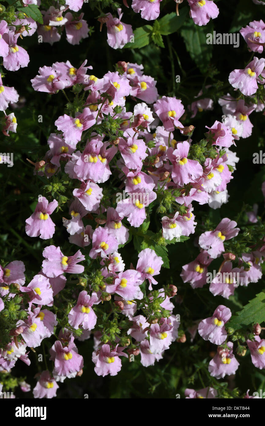 Rosa Nemesia, Nemesia denticulata, Scrophulariaceae. Un popolare estate lettiera vegetale. Foto Stock