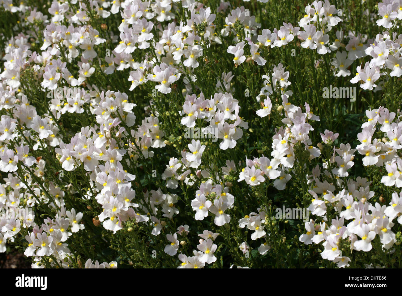 Nemesia 'Wisley vaniglia', Scrophulariaceae. Un popolare estate lettiera vegetale. Foto Stock
