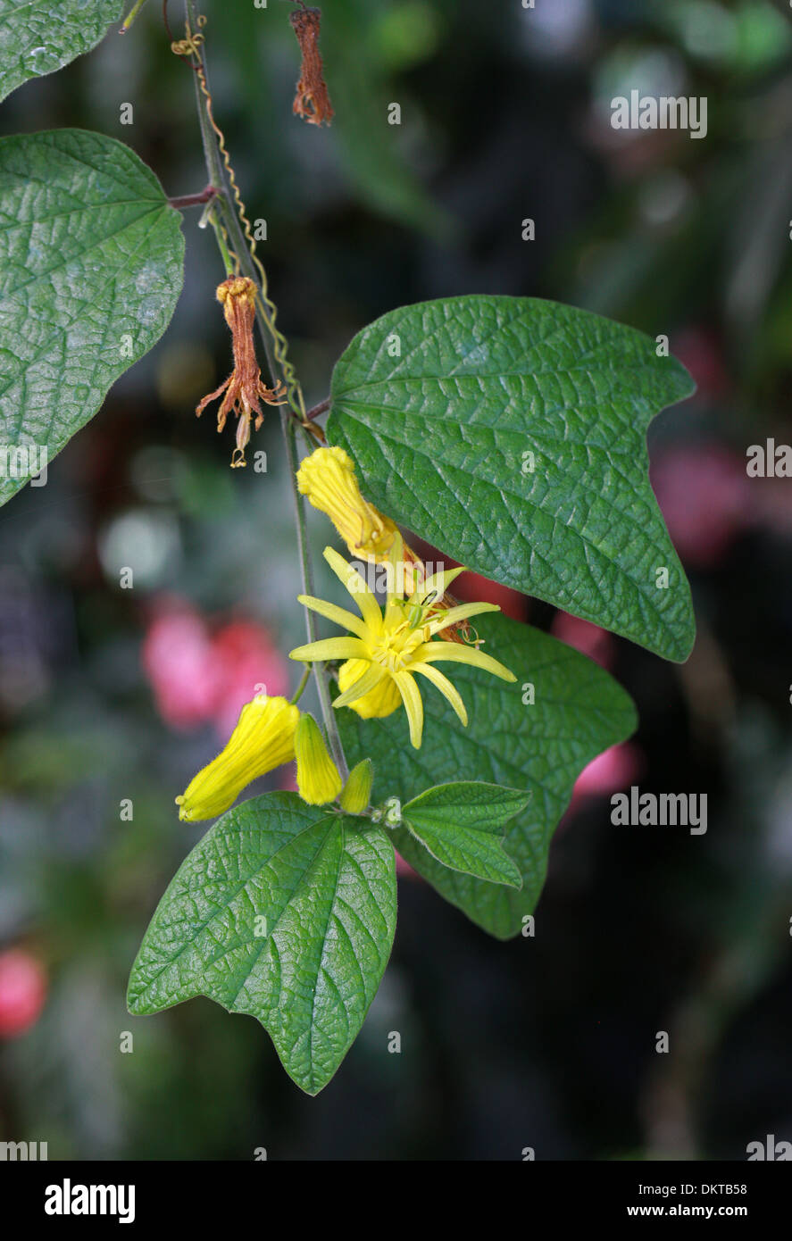 Citrus-Yellow fiore della passione, Passiflora, Passione Vine Passionvine, Passiflora citrina, Passifloraceae. Honduras. Foto Stock