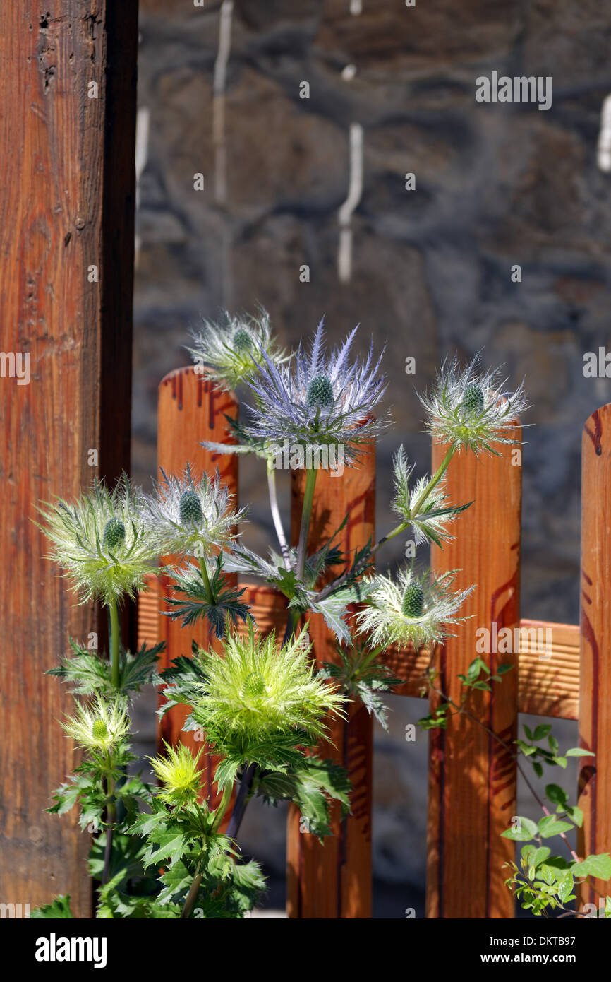 Europa Svizzera CH Vaud Leysin-Feydey Leysin Rue du Village thistle blossoms fiorisce dettaglio piante vive ancora recinto Foto Stock