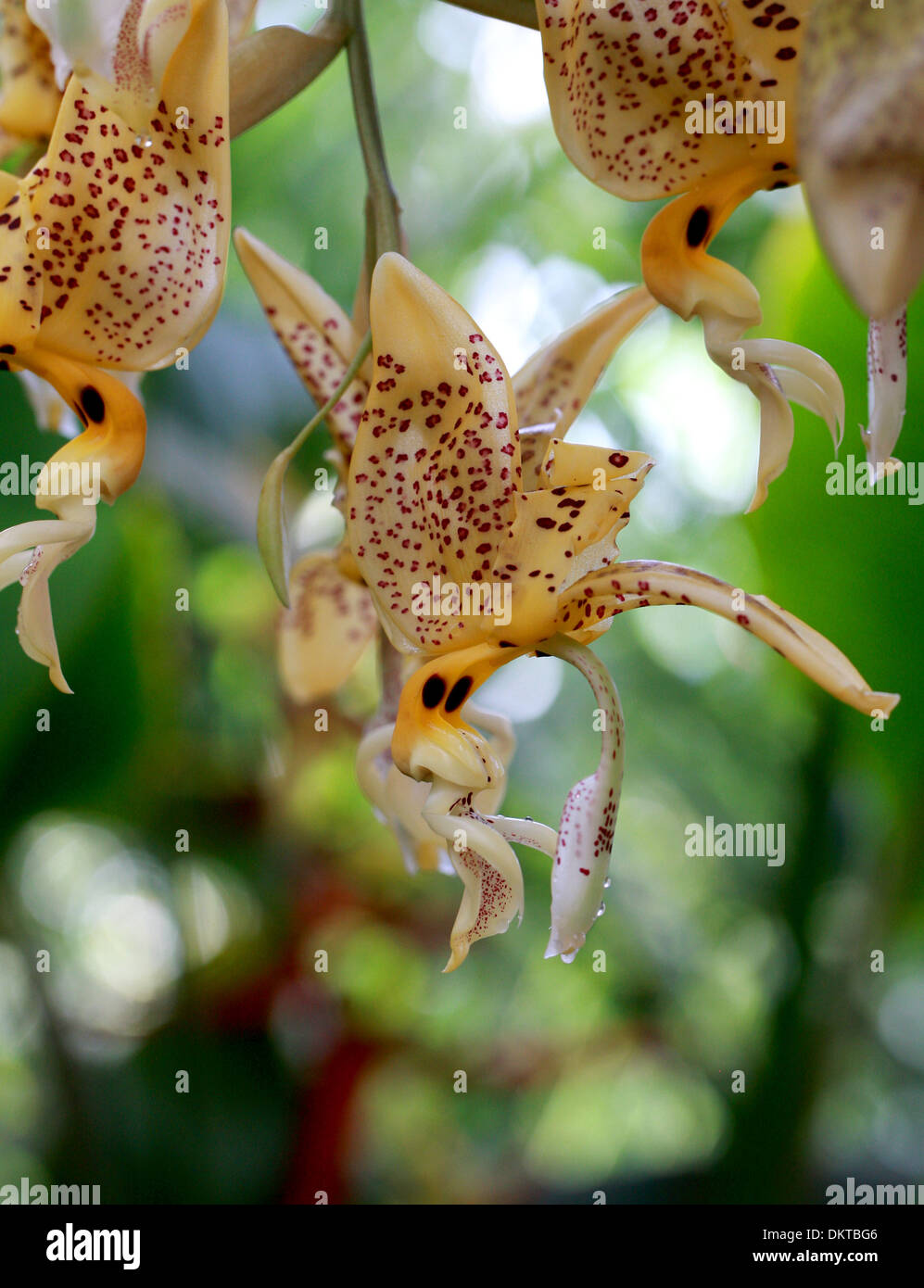 Jenisch's, Stanhopea Stanhopea jenischiana, Orchidaceae. Tropical America del Sud. Panama, Venezuela, Colombia, Ecuador e Perù. Foto Stock