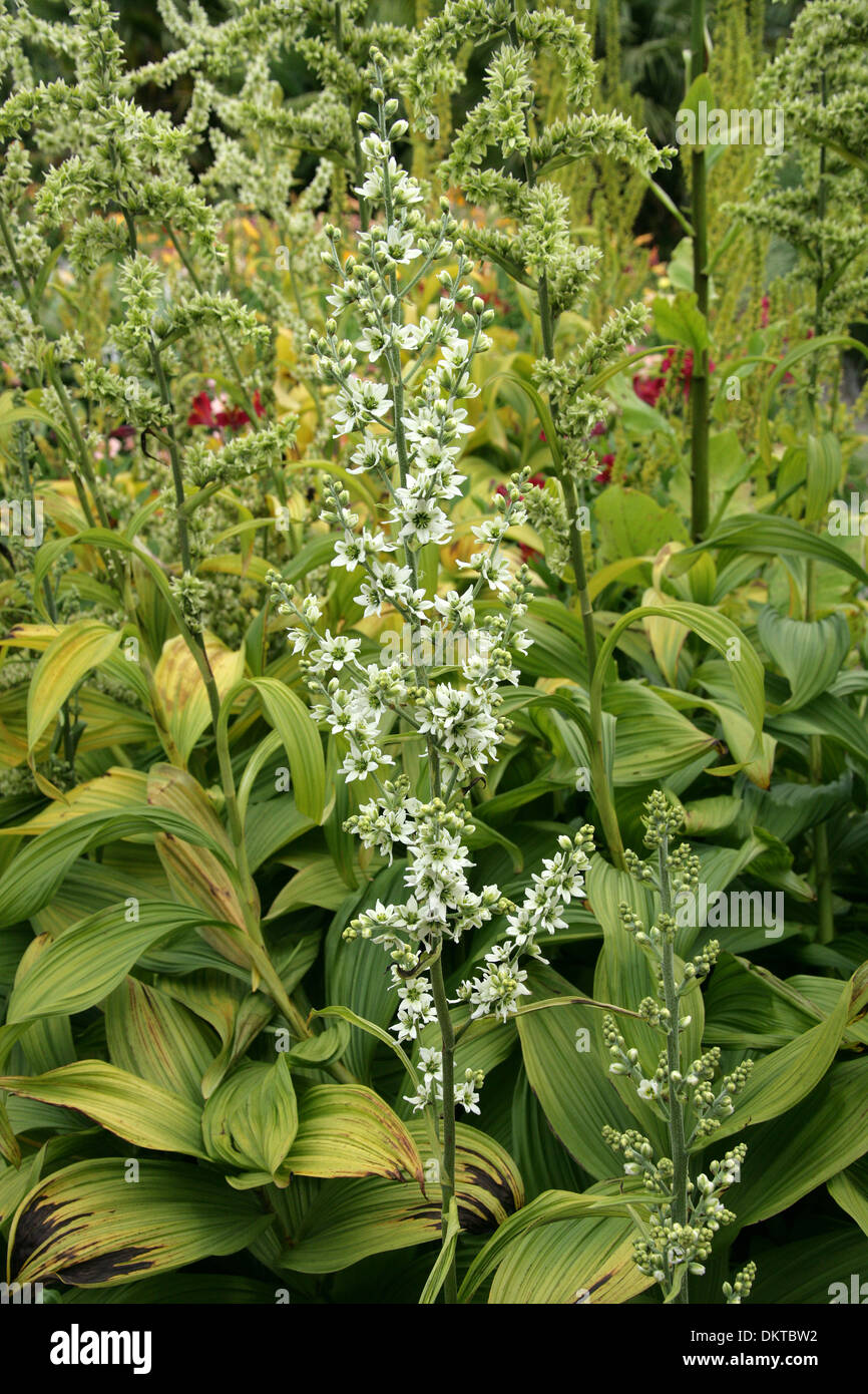 Falso Helleborine, l'elleboro bianco, europeo l'elleboro bianco, bianco Veratrum, Veratrum album, Melanthiaceae. Europa e Nord Asia. Foto Stock