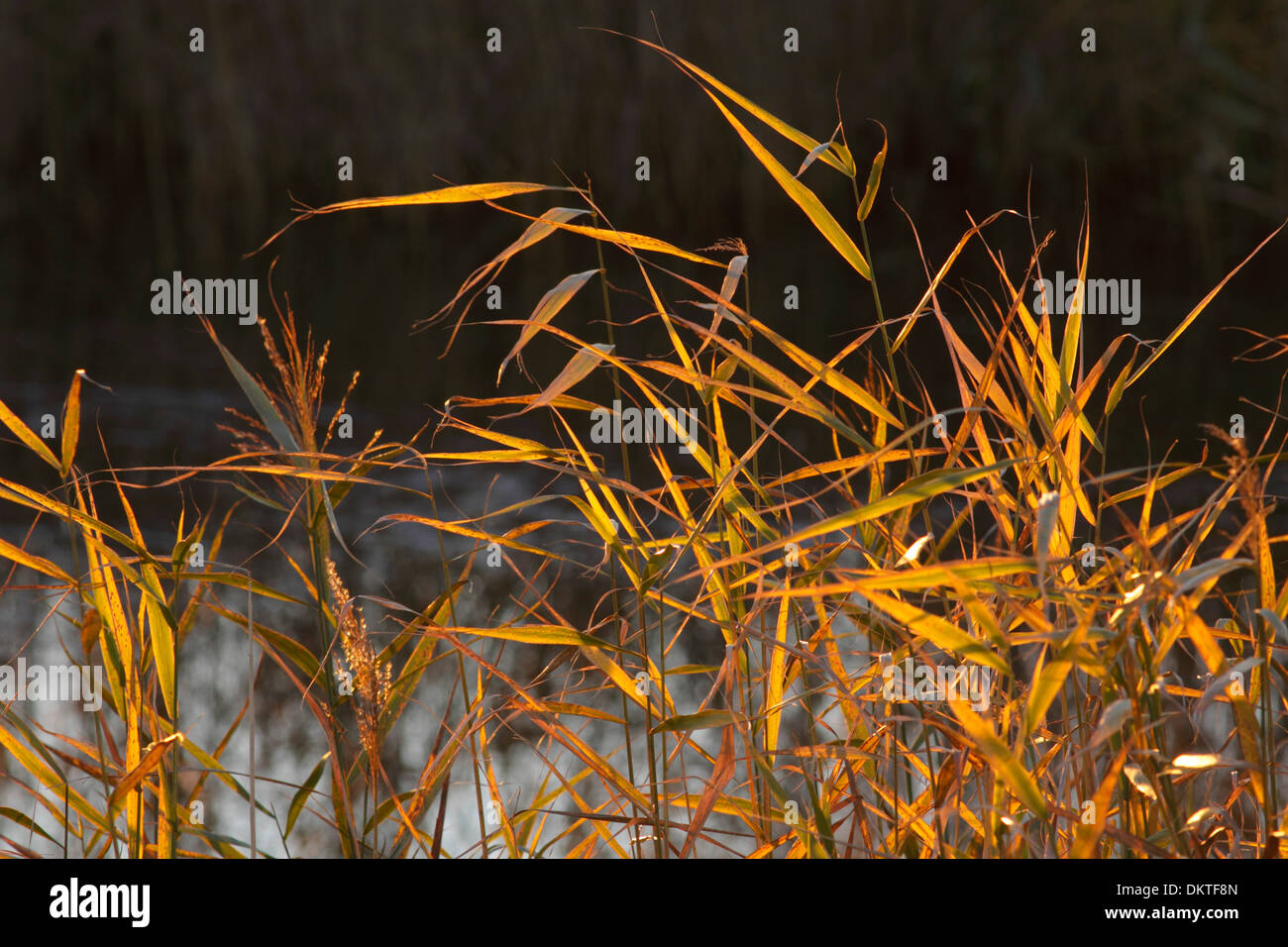 Ance retroilluminato (Phragmites) presso San Aidans Country Park, vicino a Castleford, West Yorkshire, Inghilterra, Regno Unito Foto Stock