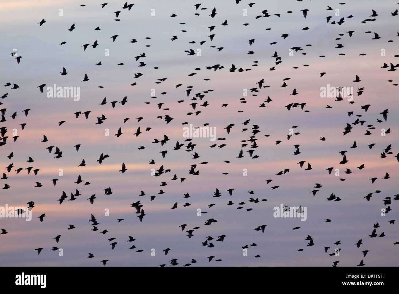 Starling (Sturnus vulgaris) gregge, al tramonto, West Yorkshire, Inghilterra, Regno Unito, novembre Foto Stock