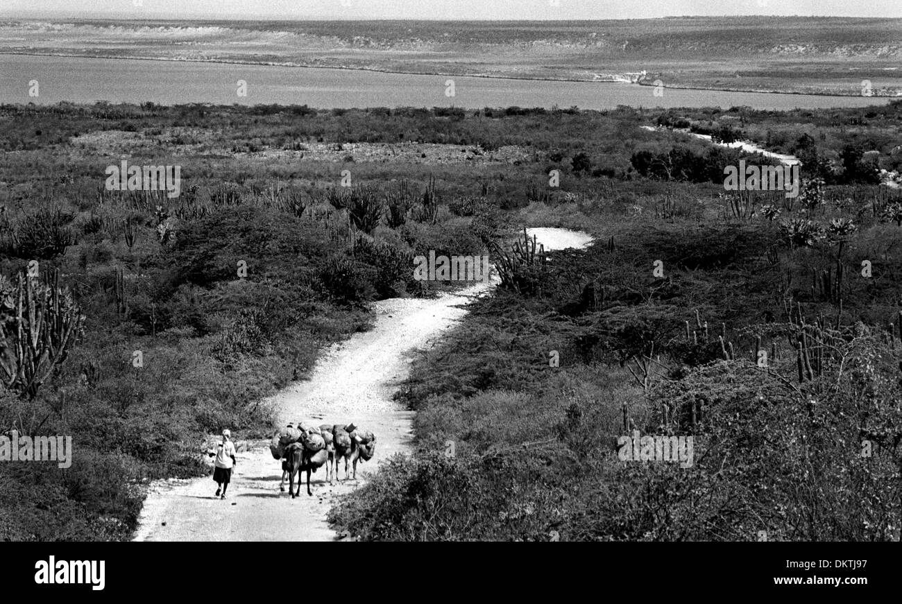 Giugno 02, 2002 - Mole di San Nicolas, Haiti - sulla lunga strada dall'interno del nord, una donna cammina al fianco di asini laden con sacchi di carbone, vincolati per le città costiere di Mole San Nicolas, Haiti. Da lì sarà il viaggio via nave di grandi città come Port-au-Prince e Cap Haitien. In Northwest Haiti, carbone produzione sta facendo già un ambiente secco ancor più desol Foto Stock