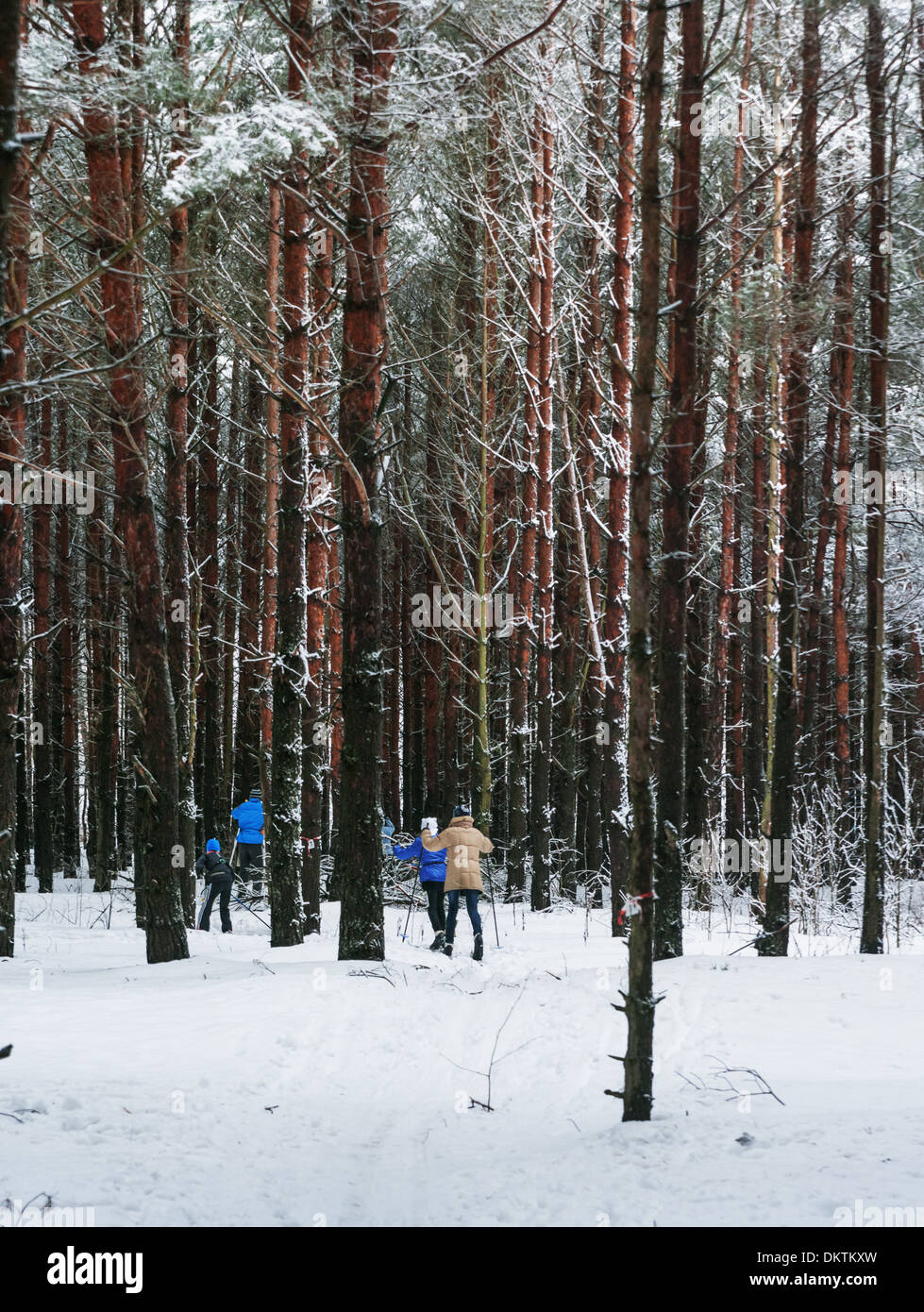 Inverno Sci orienteering concorrenza - forest labirinto. Foto Stock