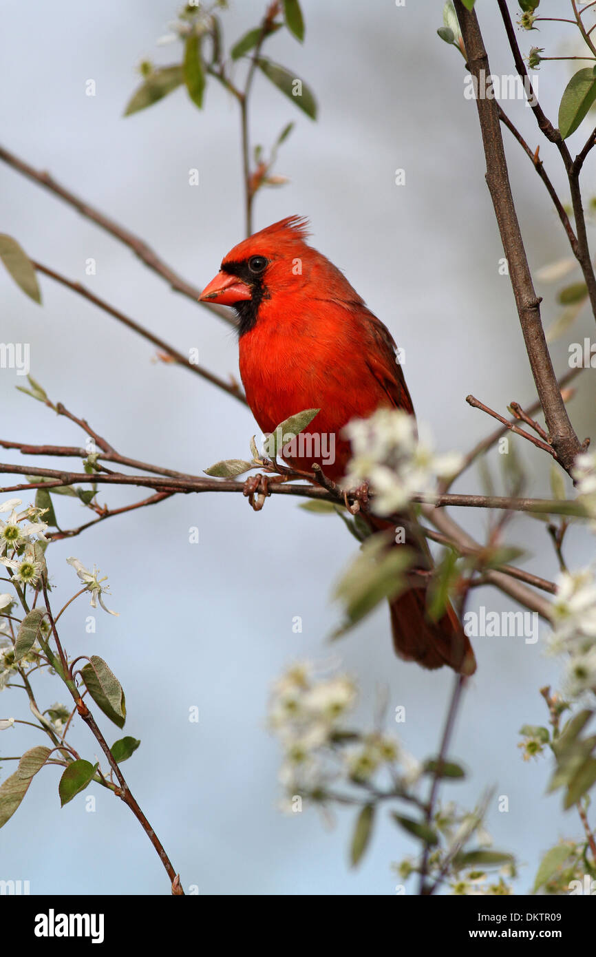 Il cardinale settentrionale in fioritura serviceberry Foto Stock