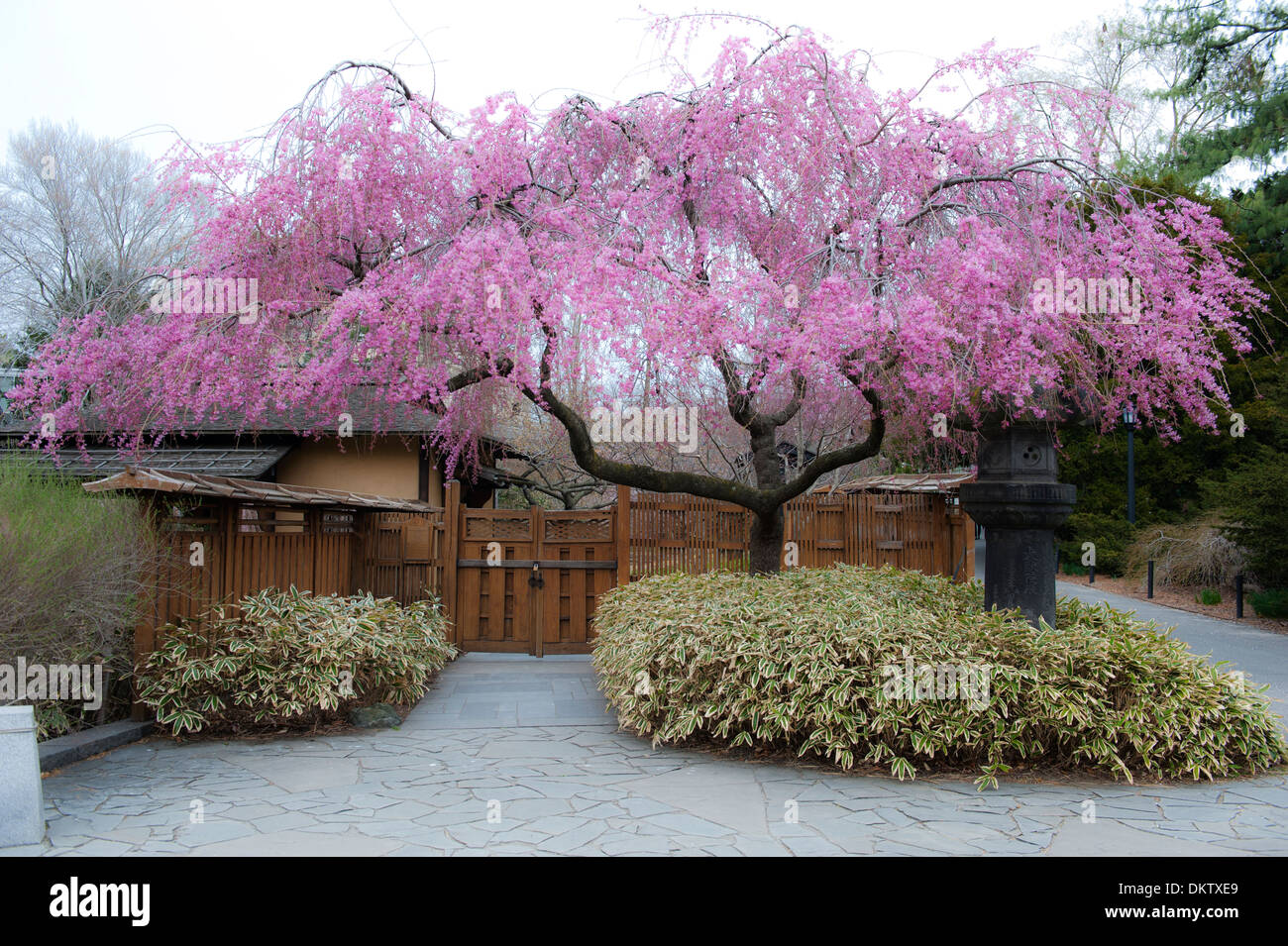 La fioritura dei ciliegi nel giardino giapponese, Brooklyn Botanical Garden Foto Stock