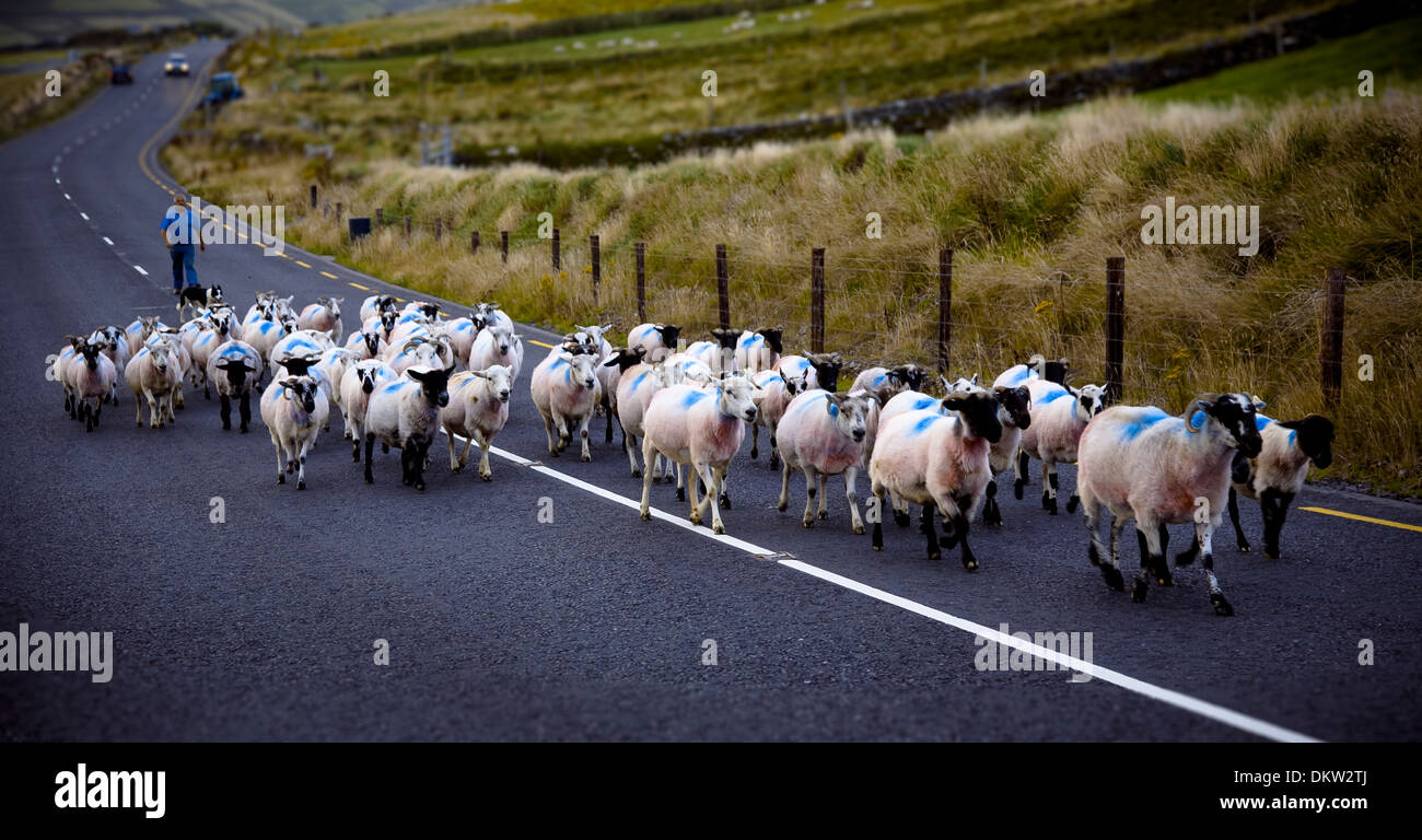 Allevamento di ovini in slea head road. penisola di Dingle. contea di Kerry, Irlanda, Europa. Foto Stock