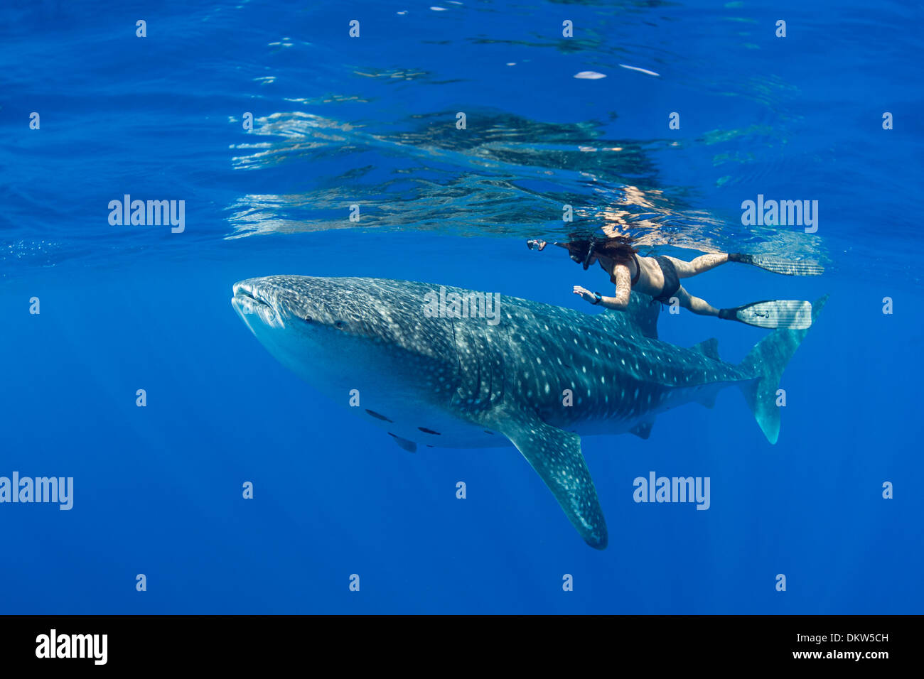 Squalo Balena, Rhincodon typus, con remoras attaccato al lato inferiore e snorkeler, Costa di Kona, Isola delle Hawaii, Oceano Pacifico Foto Stock