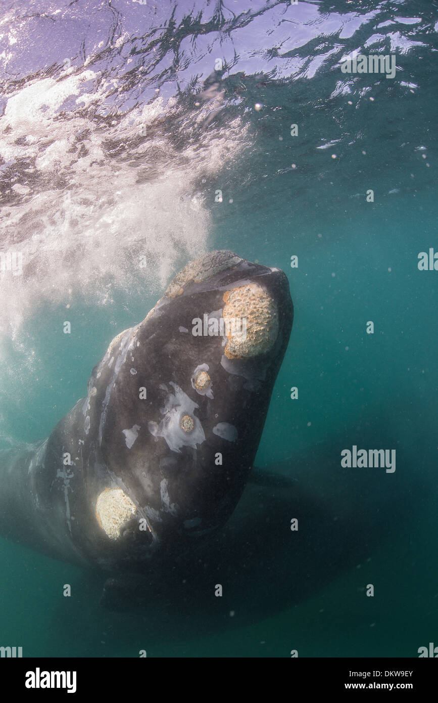 Un giovane Southern Right whale Eubalaena australis a Penisola Valdez Argentina Foto Stock