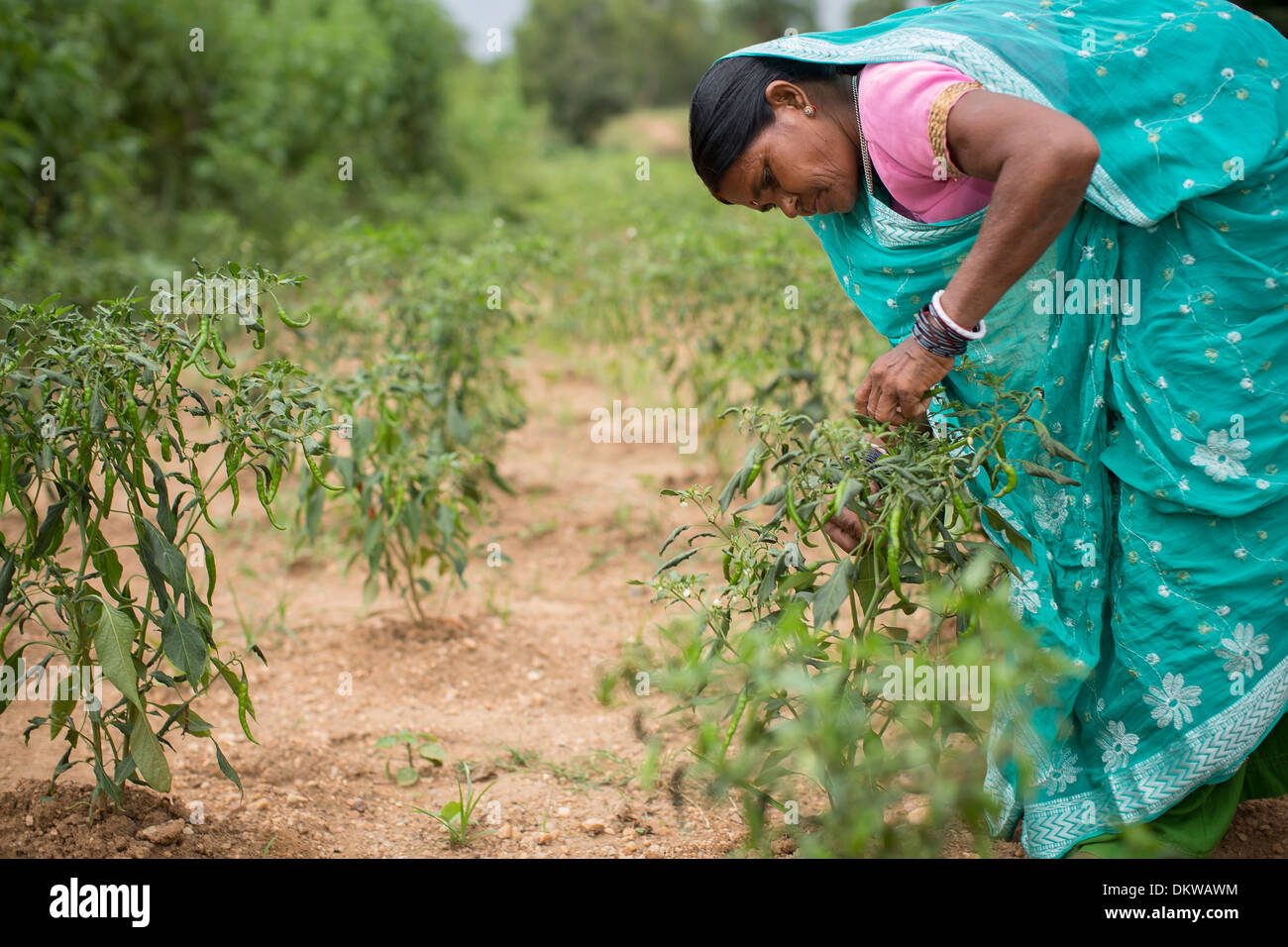 Contadina in Stato di Bihar, in India. Foto Stock