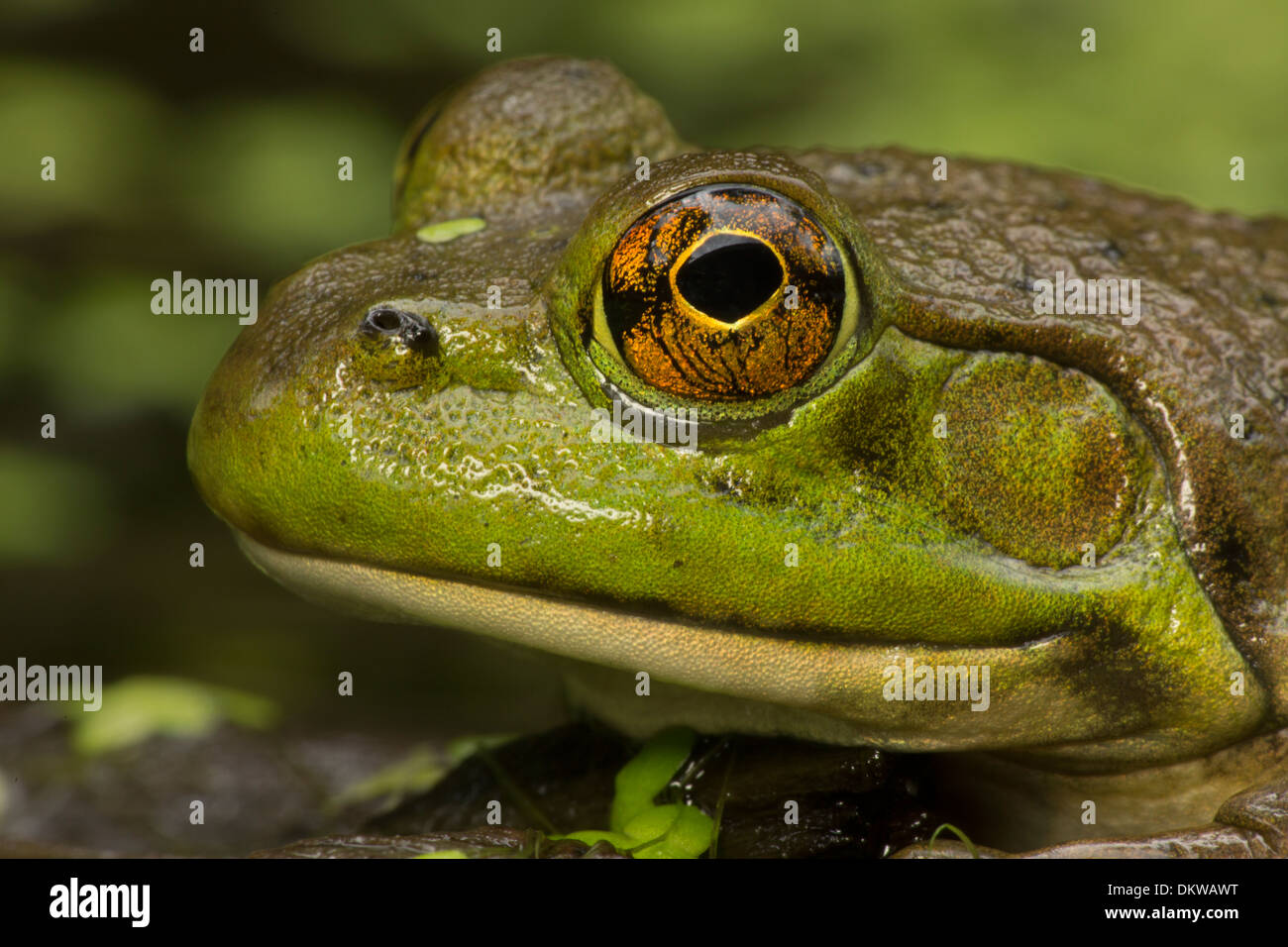 Bullfrog, (Lithobastes castesbeianus), Rana catesbeiana, New York Foto Stock