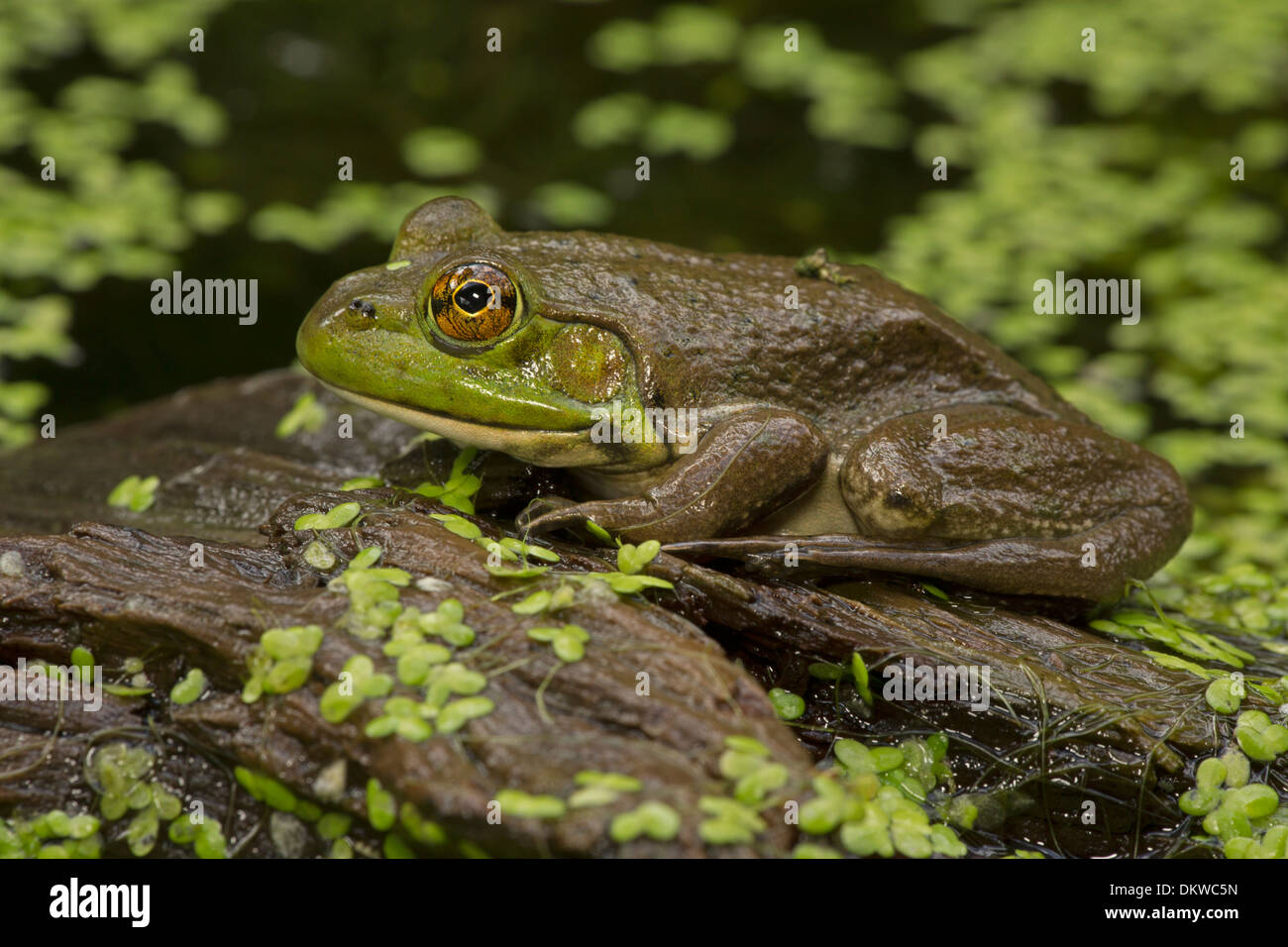 American bullfrog (Lithobates catesbeianus), Rana catesbeiana, New York Foto Stock