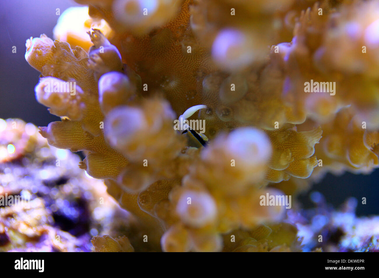 Acropora Chesterfieldensis Coral Acropora chesterfieldensis Granchio Foto Stock