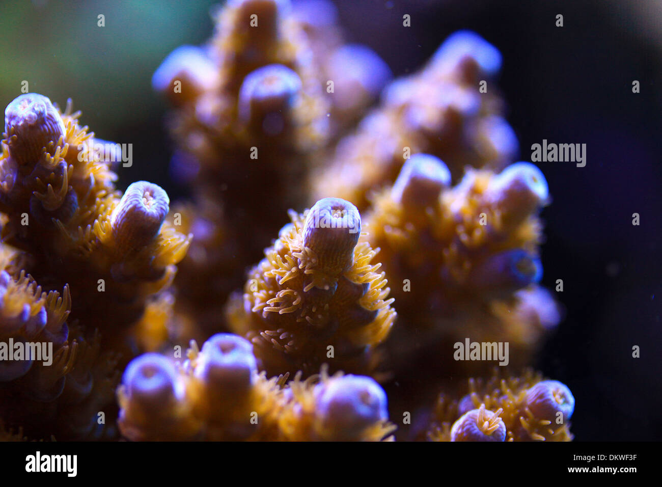 Acropora Chesterfieldensis Coral Acropora chesterfieldensis Foto Stock