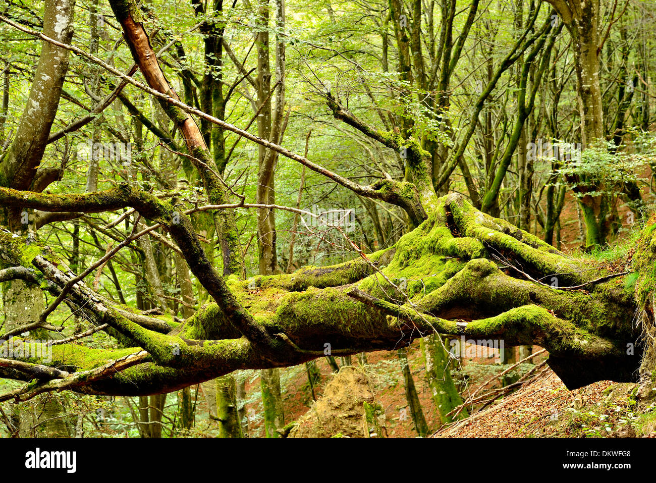 Europea di betulla o faggio comune Fagus sylvatica , Balgerri legno di faggio, Carranza, Biscaglia, Paesi Baschi, Spagna, Europa Foto Stock