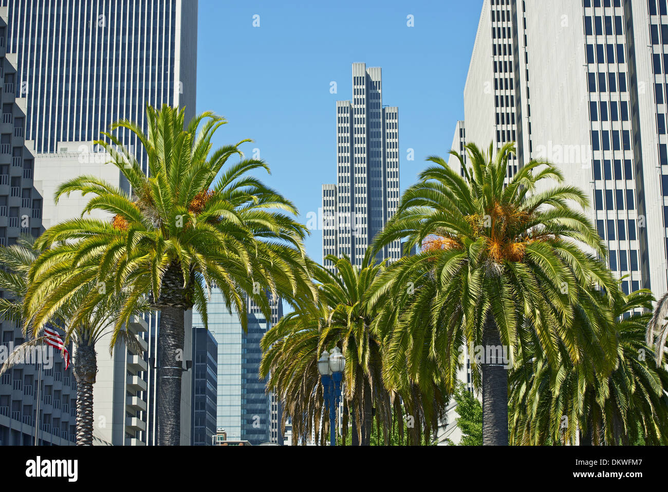 San Francisco, California - Centro di Palme Foto Stock