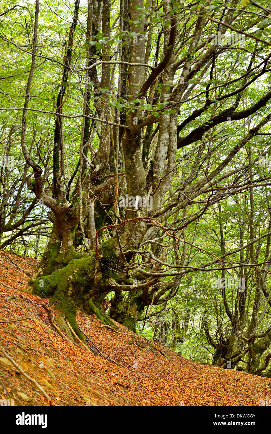 Europea di betulla o faggio comune Fagus sylvatica , Balgerri legno di faggio, Carranza, Biscaglia, Paesi Baschi, Spagna, Europa Foto Stock