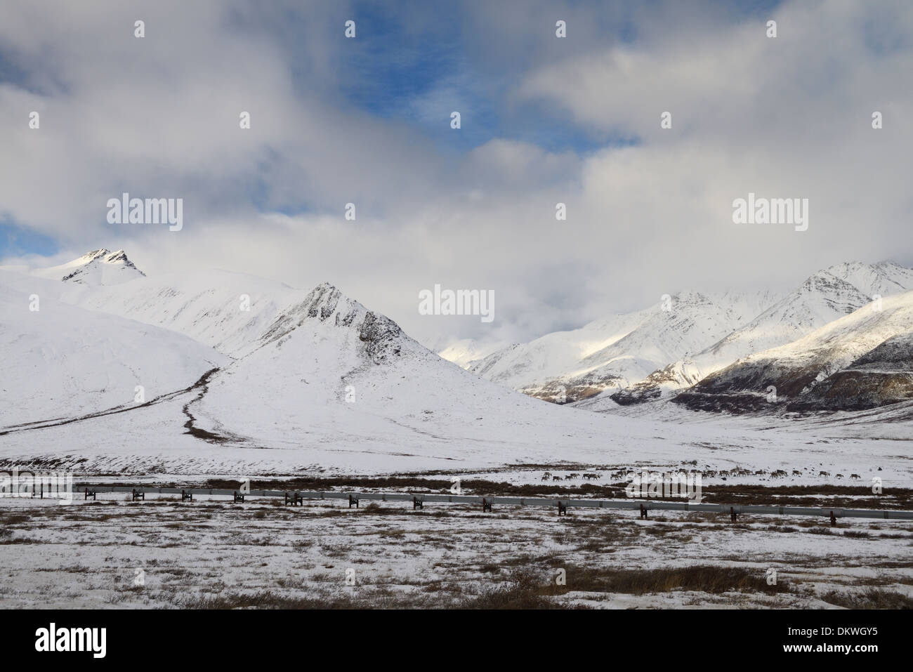 Caribou mandria e Alyeska oleodotto in Brooks Range montagne dell Alaska USA Foto Stock