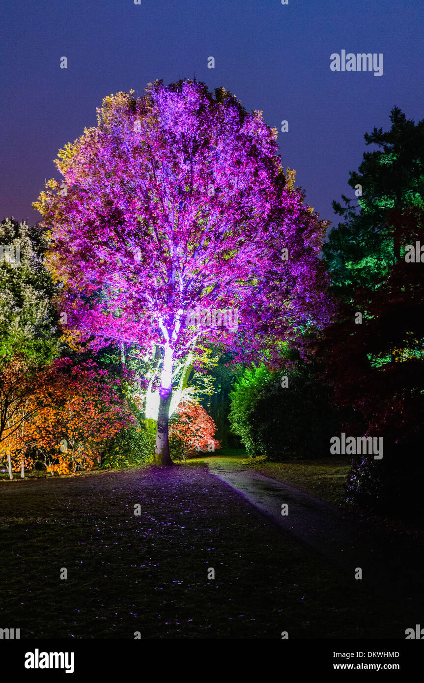 Un albero di notte illuminata da una luce artificiale Foto Stock