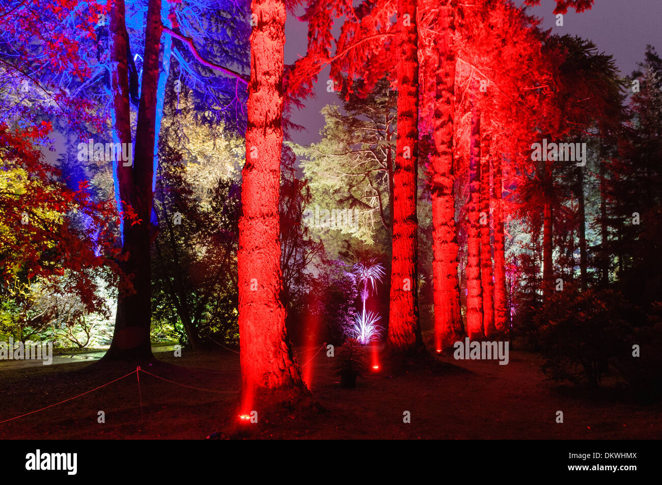 Tronchi di alberi in una foresta, illuminato con luce rossa Foto Stock