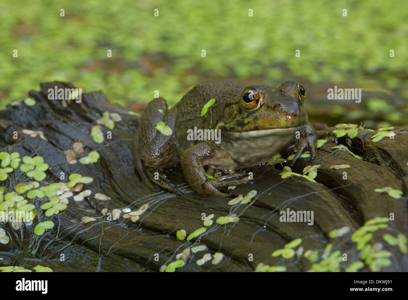 American bullfrog (Lithobates catesbeianus), Rana catesbeiana Foto Stock